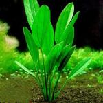 INVITAL Echinodorus muricatus