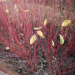  Veresgyűrű som - Cornus sanguinea - Konténeres