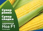 Флориан Супер сладка Царевица Ноа f1 - много ранна