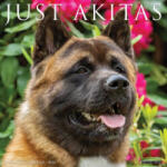 Willow Creek Press Akitas 2026 12 X 12 Wall Calendar | Willow Creek Press
