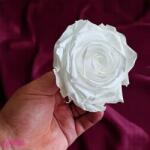 Verdissimo Tartósított Rózsa Fej Prémium Fehér, Verdissimo, XXL