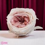 Earth Matters Stabilizált Angol rózsa, Pezsgő mályva