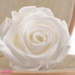 Verdissimo Tartósított Rózsa Fej Fehér, Verdissimo, L