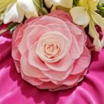 Kiara Stabilizált Mandala Tózsa Kiara XXL - doboz - Többszínű rózsaszín