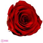 Kiara Stabilizált Rózsa Rubin Vörös Fej, Kiara, L