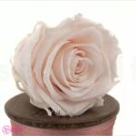 Kiara Stabilizált Rózsa Világos Rózsaszín Fej, Kiara, L