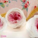 Verdissimo Stabilizált Angol rózsa, fehér és rózsaszín