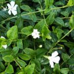  Saschiu (Vinca minor) Alba Variegata (4042)