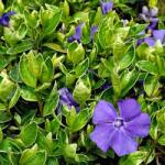  Saschiu (Vinca minor) Ralph Shugert (4044)