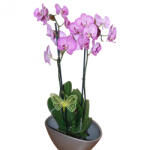  Dekor pillangók rugós 6cm (931571)