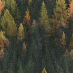 Takoy Funkcionális jersey anyag pólóra erdő festmény