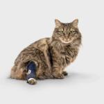  Balto - Atelă pentru jaret cu șină de sprijin pentru câini XXS pisică