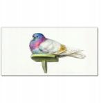 Coloray Vászonkép Állat madár galamb 100x50 cm (010030010010000018055)