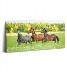 Wallfluent Fotó Vászonkép Canvas Az Irodába Kortárs Lovak Paripák A Réten 100x50 cm (010030010010000005709)