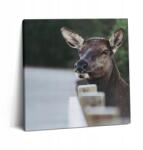 Wallfluent Fotó Vászonkép Vendégszobabe Nyomtatott Szarvasfej 60x60 cm (010030010270000075684)