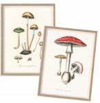  Poszter szett Konyha Mérgező Gombák Vintage A3 (R2+R3 Plakat Vintage do kuchni A3)