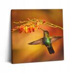Wallfluent Vászonkép A dolgozószobába Szerelésre kész Kolibri Madár 60x60 cm (010030010270000074929)
