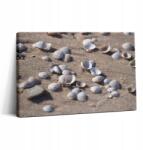 Wallfluent Fotó Vászonkép Canvas Fali Dekoráció Hálószoba Kagylók A Tengerparton 30x20 cm (010030010150000075517)