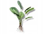 TerraQuality Mesterséges növény terráriumba Kalatea gyökerekkel 50cm (TQ_Kalatea50cm)