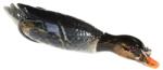 JAXON atract happy duck lures b 13, 0cm 25g (VR-MSL01B) - nextfish