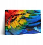 Wallfluent Fotó Vászonkép Stúdió Stílusos Ajándék Szárnyak Papagáj Színes 30x20 (010030010150000075100)