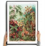  Poszter Botanikai kép Természet Ernst Haeckel A3