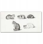 Coloray Vászon falikép Állatok macskák 100x50 cm (010030010010000018066)