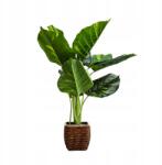 Homla Műnövény Strelicia Homla 60cm (237256)