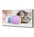 PazzoWalls Vászonkép Macska kapákkal 125x50 cm (010030010090000005706)