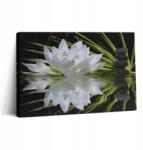 Wallfluent Fotó Vászonkép Edzőterembe Tartós Fali Vízi liliom és Levelek 30x20 cm (010030010150000077486)