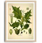  Poszter Fehérvár Dekoráció Növény Virág Kép A3