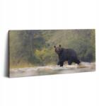 Wallfluent Vászonkép Kortárs az ágy felett Medve a fehérvári erdőben 100x50 cm (010030010010000075861)