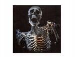 Santex Halloween szalvéta Csontváz mintával 33cm 20db Santex (S8599)