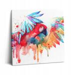 Wallfluent Canvas Falikép Nappaliba Gyönyörű Színes Piros Papagáj 60x60 cm (010030010270000074916)
