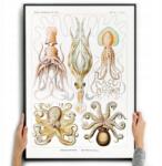  Poszter Vászonkép Polipok Ernst Haeckel A3