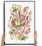  Poszter Vászonkép Tengeri Virágok Ernst Haeckel A3