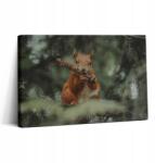 Wallfluent Vászonkép Edzőterembe Fa keret Mókus Vad Természet 30x20 cm (010030010150000075393)