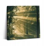 Wallfluent Canvas Vászonkép Grafika Étkezőbe Napsugarak az erdőben 60x60 (010030010270000074867)