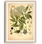  Poszter Nélkül Dekoráció Növény Virág Kép A3