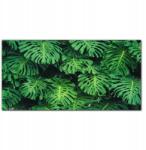 Coloray Fotó-vászon keretes vászonkép Levelek virágok 100x50 cm (010030010010000016989)