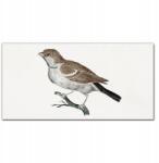 Coloray Vászonkép Állat madár ág 100x50 cm (010030010010000018139)