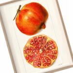  Konyha poszter Vintage Gránátalma Gyümölcs Retro A3