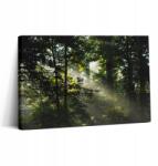 Wallfluent Fotó Vászonkép Edzőterembe Gyönyörű Nyomtatás Napsugarak és Fák 30x20 (010030010150000276821)