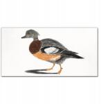 Coloray Fali vászonkép Állat madár 100x50 (010030010010000018157)