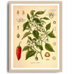  Konyha poszter Zöldségek Paprika Chili Vintage A3 (O13 Plakat do Kuchni Vintage A3)