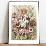  Poszter Vászonkép Orchideák Ernst Haeckel Virágok 50x70 (plakat obraz kwiaty natura przyroda)