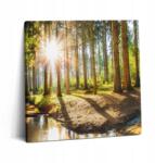 Wallfluent Vászonkép Szoba Klasszikus Nap A Fák mögött Az Erdőben 60x60 cm (010030010270000007339)