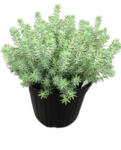 LMM Iarbă de soaldina (Sedum reflexum) (IS-SRA-G)