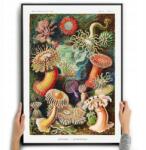  Ernst Haeckel Tengeri Lények poszter A3