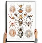  Poszter Vászonkép Dekoráció Pókok Ernst Haeckel A3